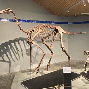Gallimimus bullatus (Skeleton)