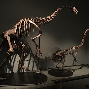 Nothronychus graffami (Skeleton)