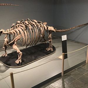 Talururus plicatospineus (Skeleton)