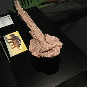 Saichania chulsanensis (Tail Club)