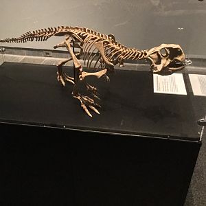 Psittacosaurus meileyingensis (Skeleton)