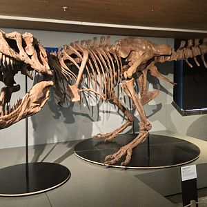 Tarbosaurus bataar (Skeleton)