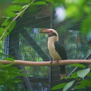 Luzon Tarictic, Male (Penelopides manillae)