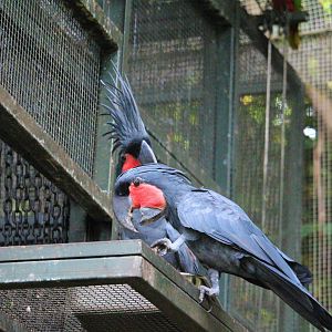 Goliath Palm Cockatoos (Probosciger aterrimus)