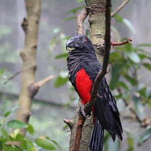 Dracula Parrot (Psittrichas fulgidus)