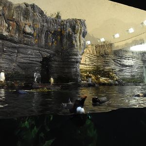 Antarctic Penguin enclosure