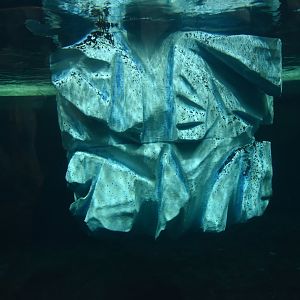 Arctic seal underwater view