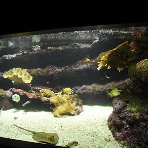 Tropical pavilion - tank example