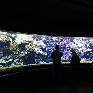 Main coral reef tank