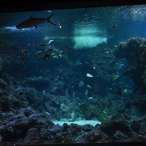 Spotted Eagle Ray tank