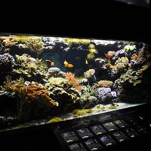 One of the smaller coral reef tanks