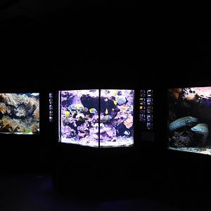 Smaller coral reef tanks
