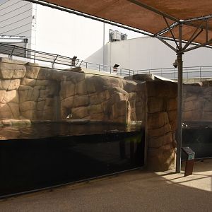Sea Otter enclosure