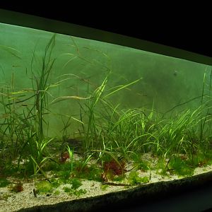 Eel Grass tank
