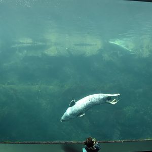 Harbour & Grey Seal tank