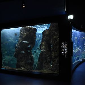 Caribbean reef tank