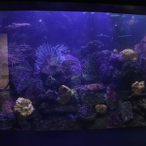Coldwater coral tank