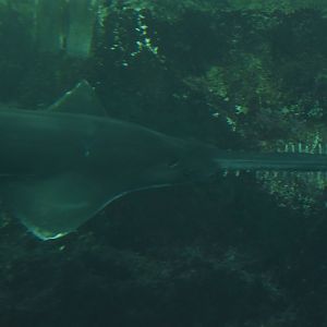 Sawfish