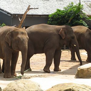 Asian Elephants (2008)