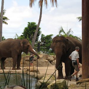 Asian Elephants (2008)