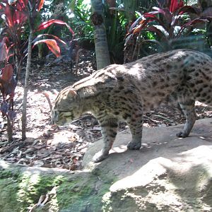 Fishing Cat (2008)