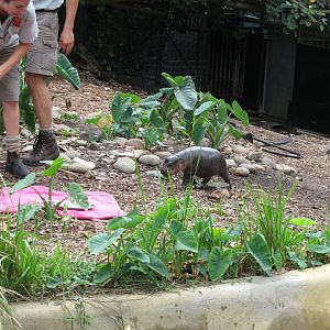 Baby Pygmy Hippo (2008)