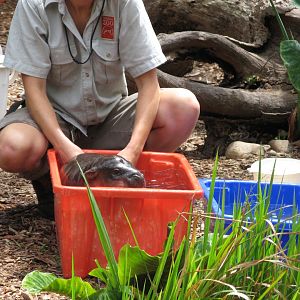 Baby Pygmy Hippo Rinse Time (2008)