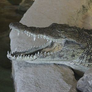 Nile crocodile