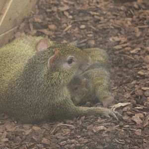 Azara's agouti with young