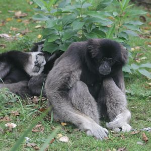Gibbon sp. (Hybrid)