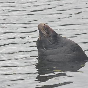 California sea lion