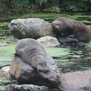 South American fur seals