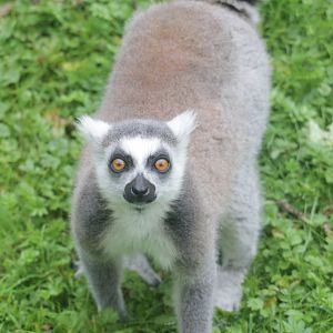 Ring-tailed lemur