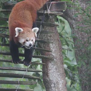 Red Panda