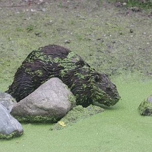North American beaver