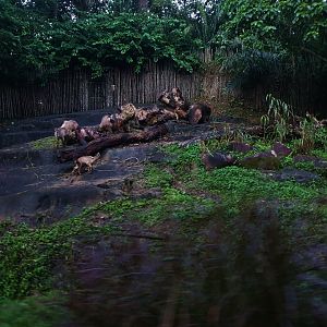Tram Safari - Himalayan Tahr