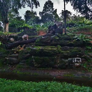 Tram Safari - Markhor