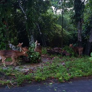 Tram Safari - Barasingha (free-range area)