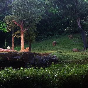 Tram Safari - Asiatic Lion