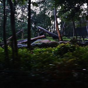 Tram Safari - Sloth Bear