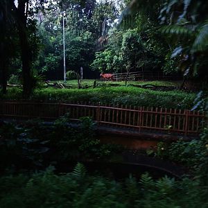 Tram Safari - Eastern Bongo