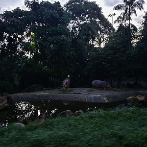 Tram Safari - Nile Hippo