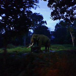 Tram Safari - Asian Elephant