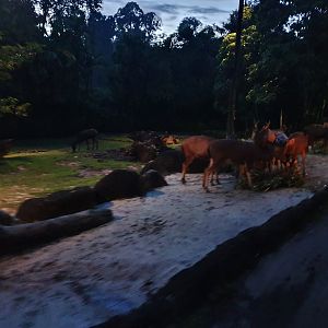 Tram Safari - Malayan Sambar (free-range area)