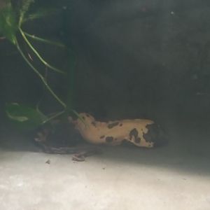 Chinese giant salamander (Andrias davidianus)