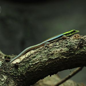 Madagascan Yellow-headed Day Gecko