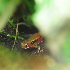 Fire Skink