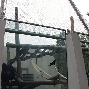 Chimpanzee Enclosure