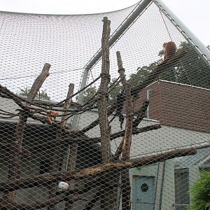 Mangabey Enclosure