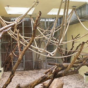 Gibbon Indoor Area